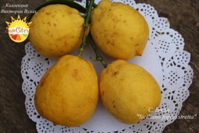 1C. limon Siciliano foglia stretta - 